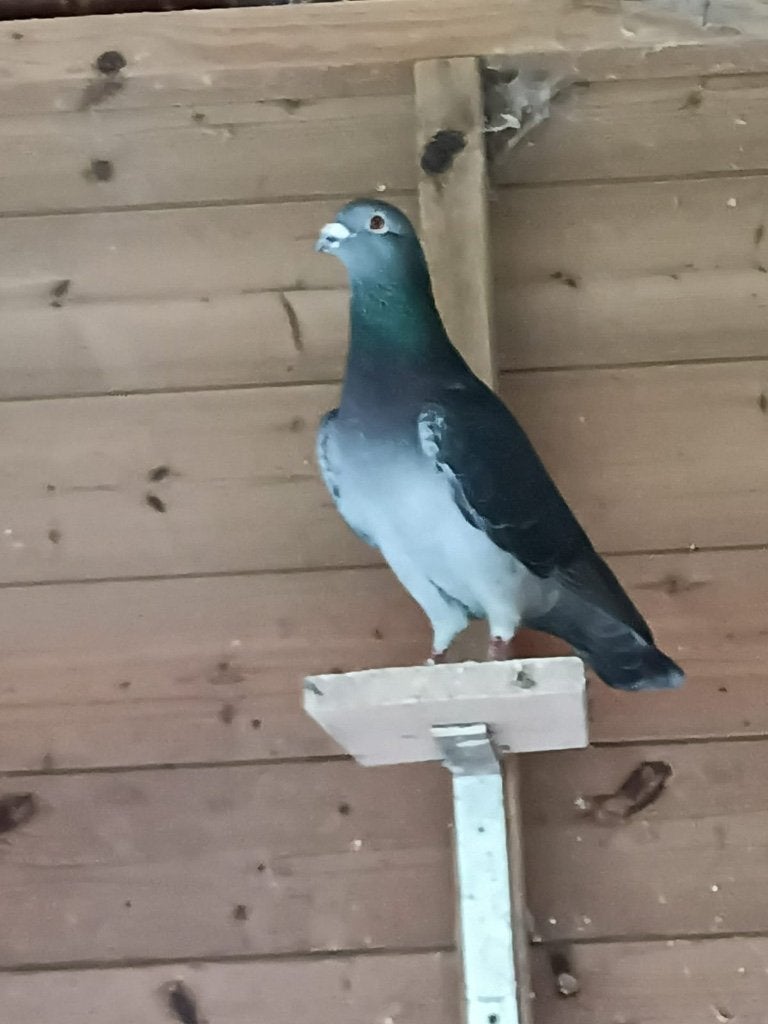 Kleurpostduiven
