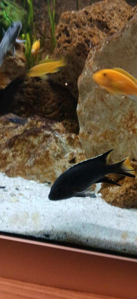 Pseudotropheus elegans Itungi ( black acei), Vis