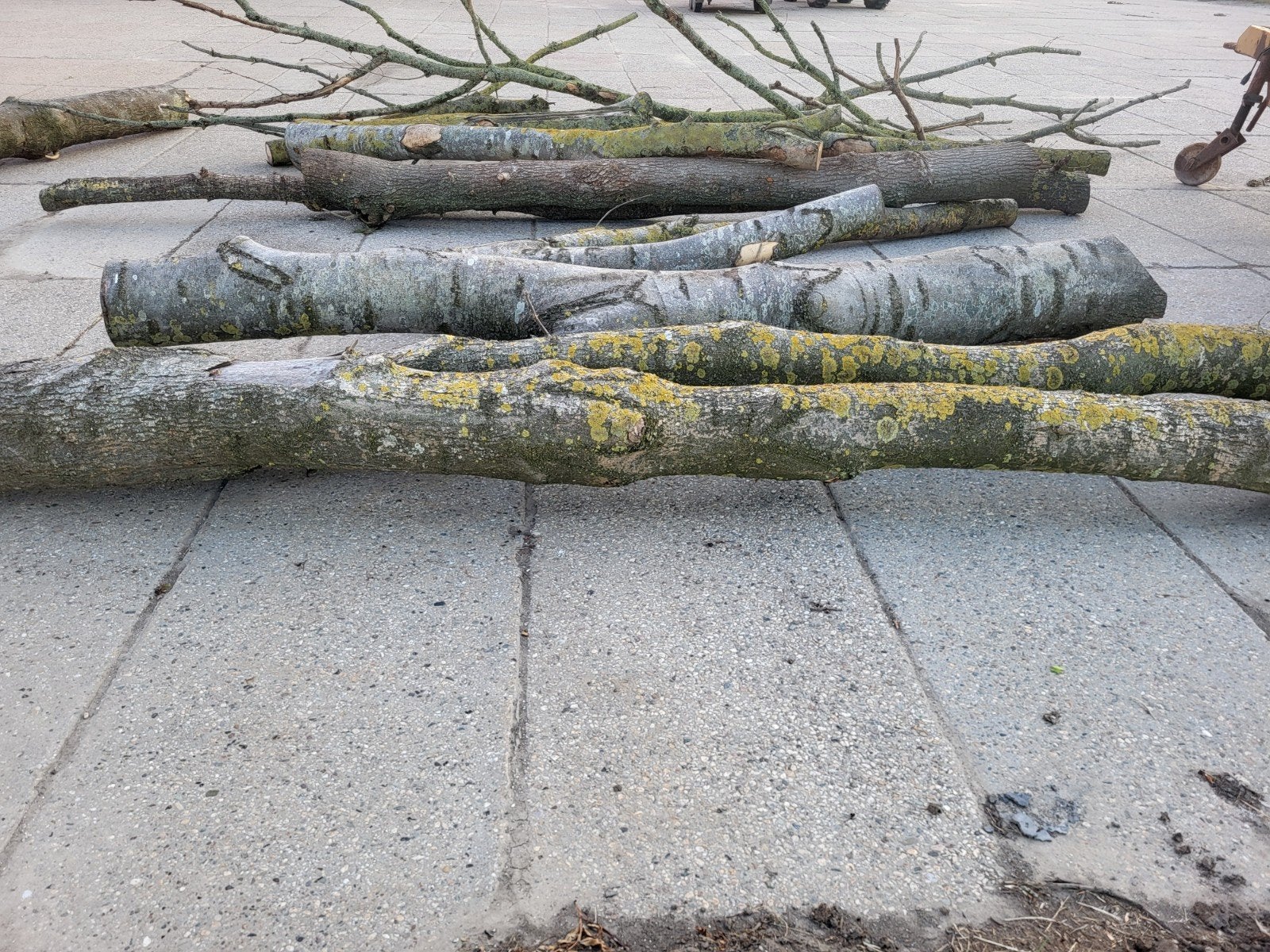 Boomstammen voor brandhout of decoratie, Minder dan 3 m³, Ophalen, Overige houtsoorten, Stammen