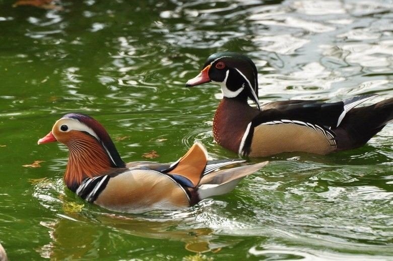 diverse soorten sier eenden en ganzen, zie advertentie!, Dieren en Toebehoren, Pluimvee, Meerdere dieren, Eend