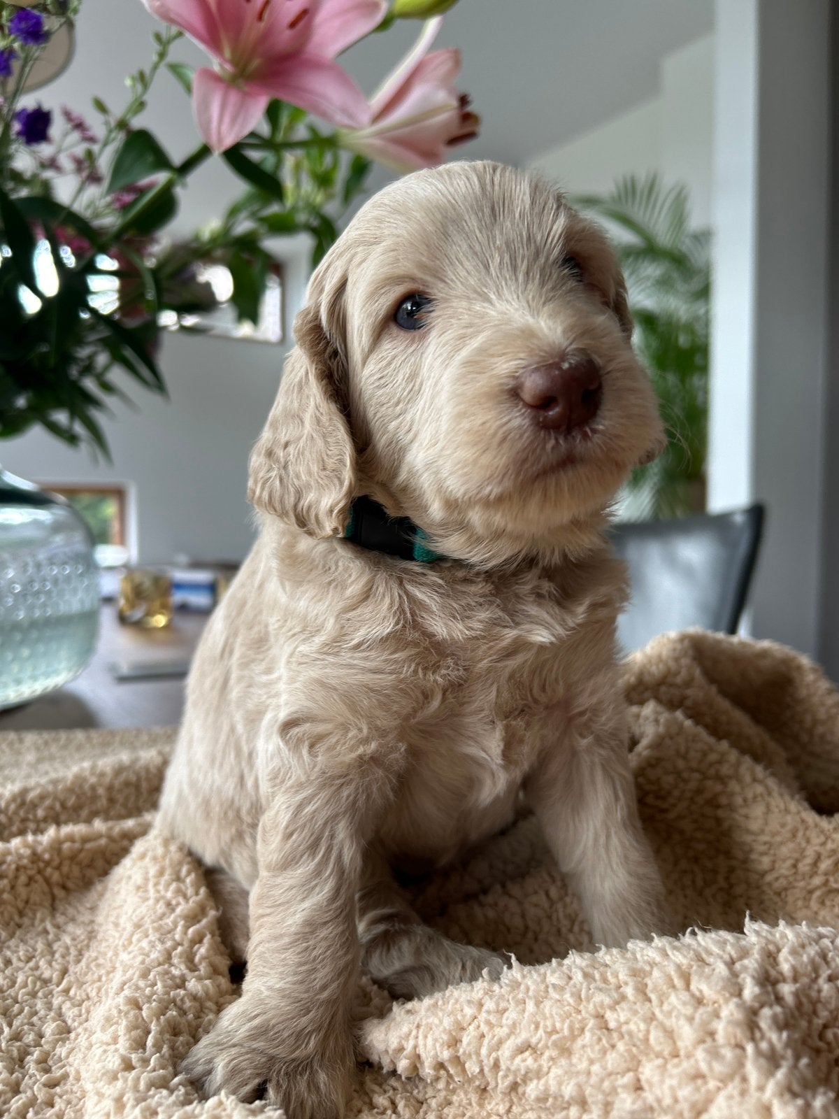 Prachtige australische labradoodle pup, Parvo, Reu, 8 tot 15 weken, Eén hond