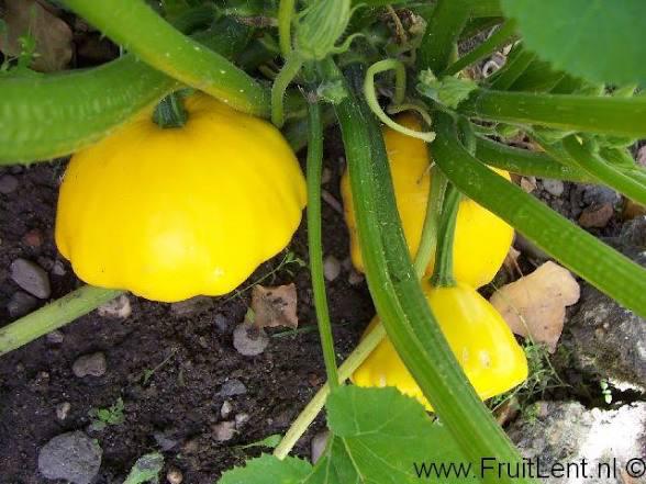Sunburst gele courgette, Ophalen, Volle zon