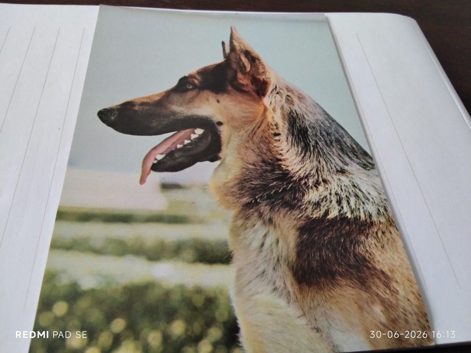 Ongelopen ansichtkaart Duitse Herder  ZIE FOTO'S., Ophalen of Verzenden, 1960 tot 1980, Ongelopen, Overige thema's