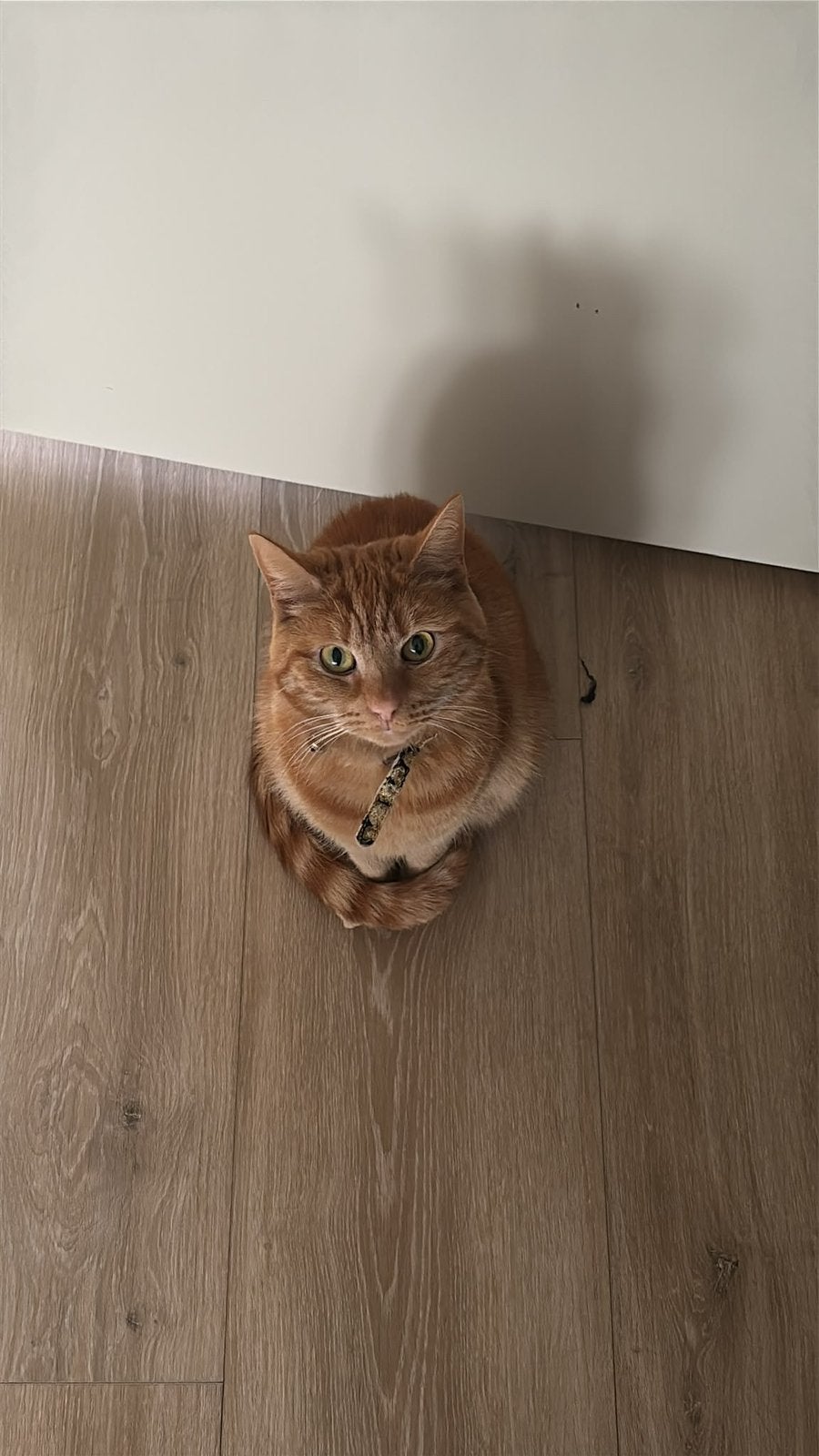 Ipek zoekt een rustig en liefdevol thuis, Dieren en Toebehoren, Poes