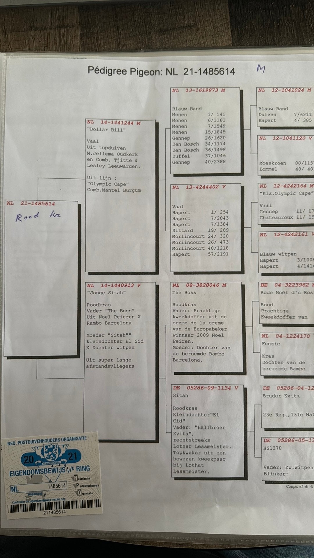 Doffer rode kras  614, Mannelijk, Postduif
