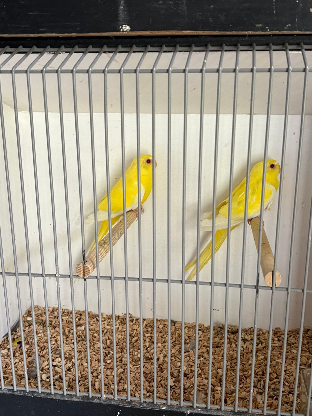 In en verkoop verschillende soorten vogels ., Meerdere dieren, Geringd
