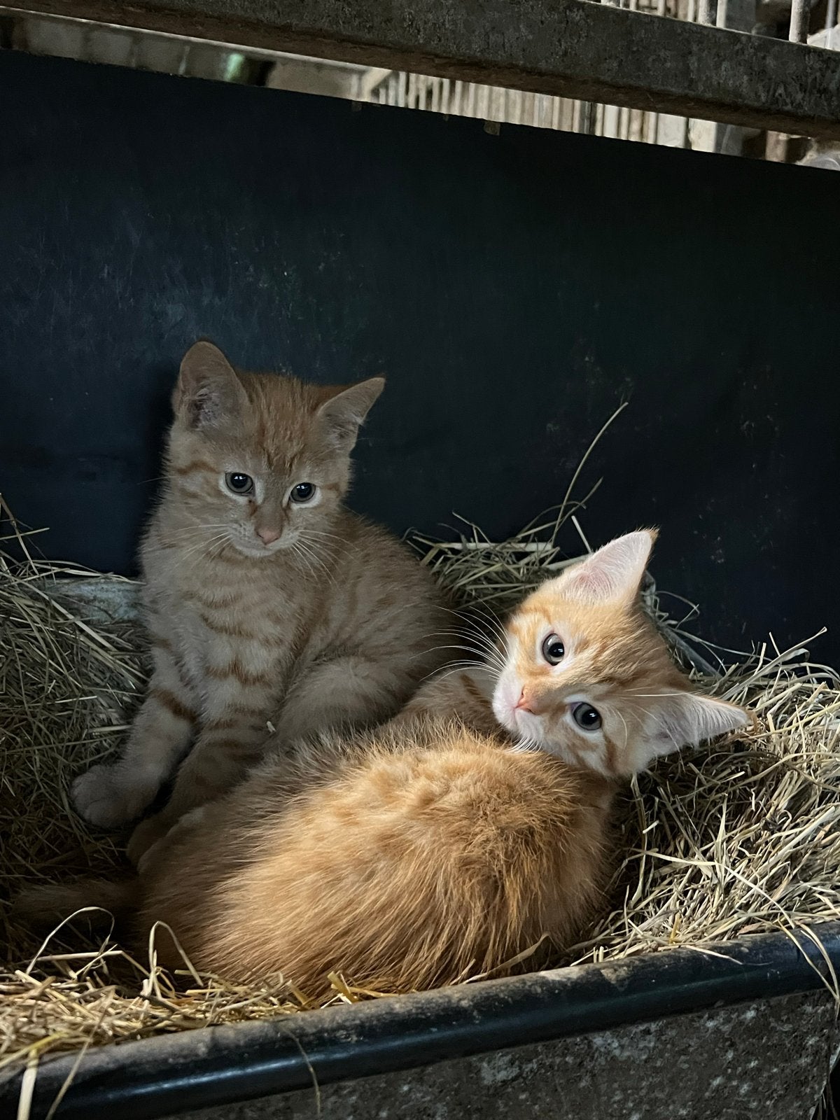 Europese korthaar kittens van de boerderij, Dieren en Toebehoren, Katten en Kittens | Overige Katten, Meerdere dieren