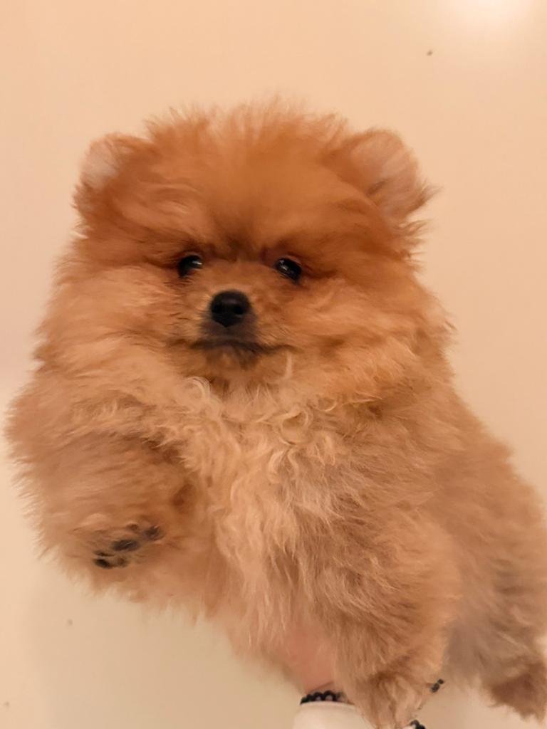 Pomeriaan pups, 8 tot 15 weken, Buitenland, Parvo, Meerdere