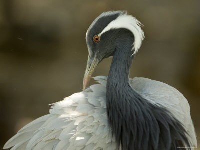 Kraanvogels | Bijzondere dieren | Passend advies, Dieren en Toebehoren, Pluimvee, Meerdere dieren, Overige soorten