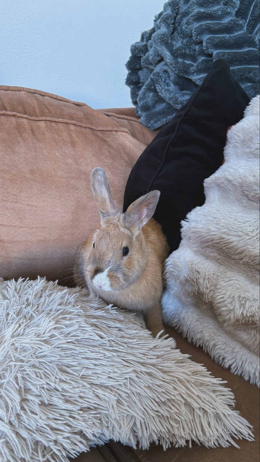 2 prachtige lieve konijntjes, Dieren en Toebehoren, Konijnen, Meerdere dieren, Klein, Hangoor, 0 tot 2 jaar