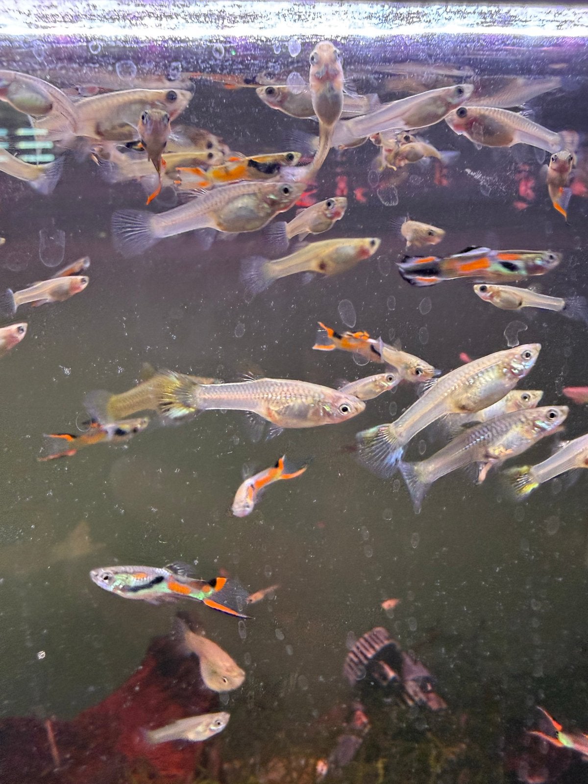 Guppy’s 4 voor een euro, Vis