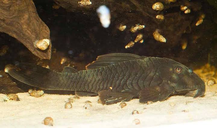 L076 Peckoltia Sp., Vis