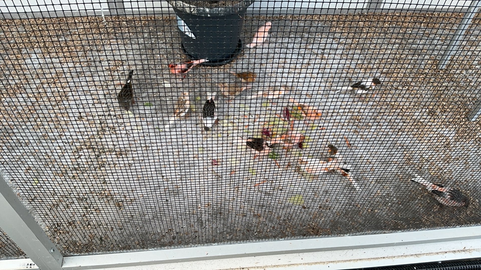 Te koop, Meerdere dieren, Kleurkanarie
