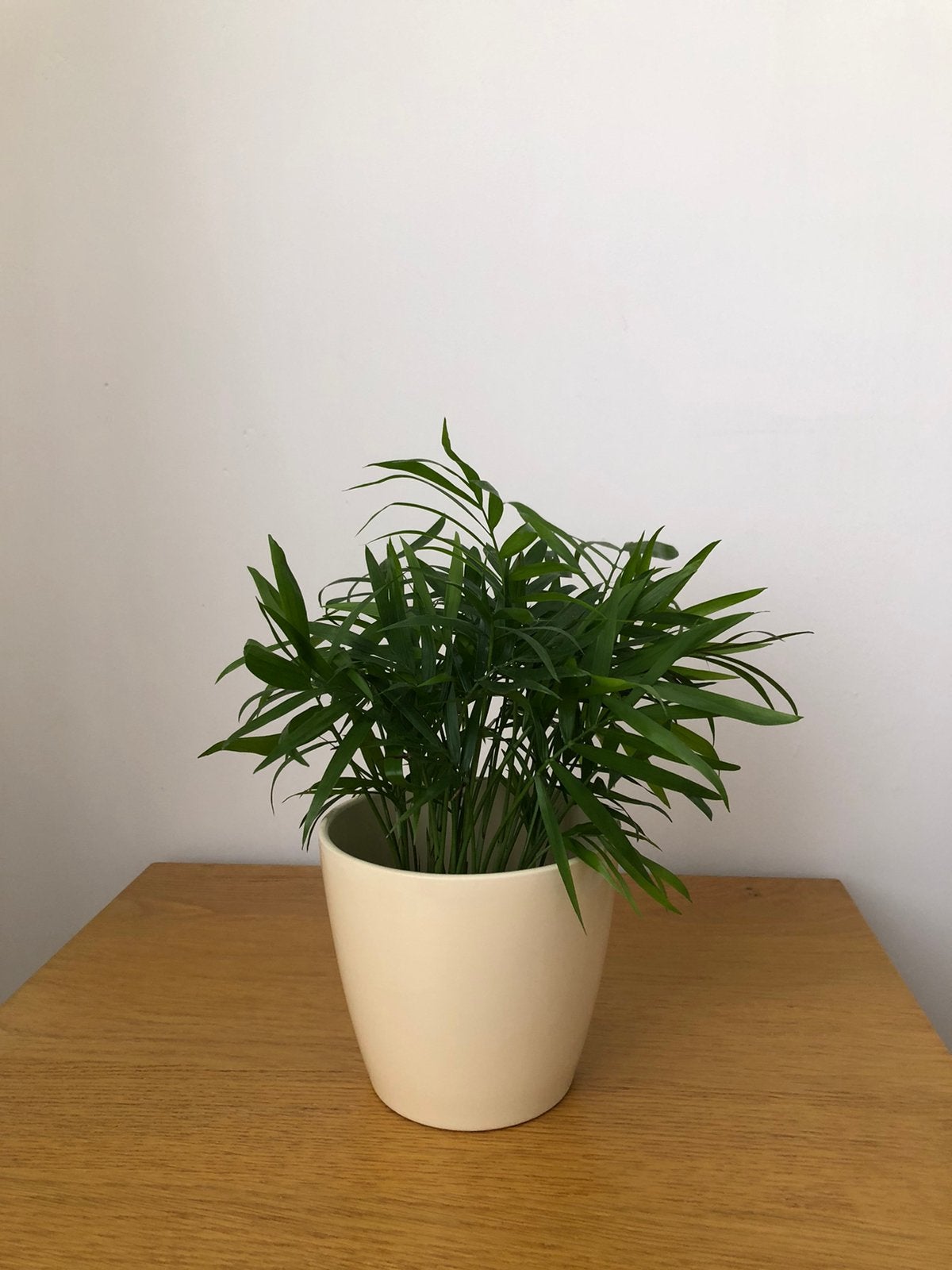 Palm in bloempot, Ophalen, Halfschaduw, Minder dan 100 cm