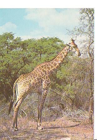 Ansichtkaart	Giraffe, Verzenden, 1960 tot 1980, Gelopen, Wild dier