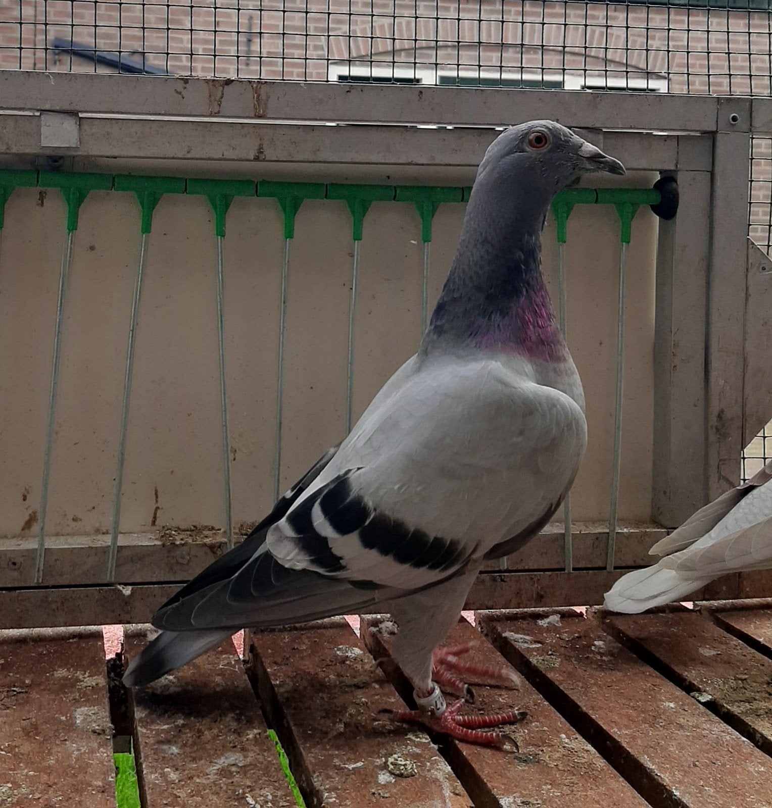 postduiven, Dieren en Toebehoren