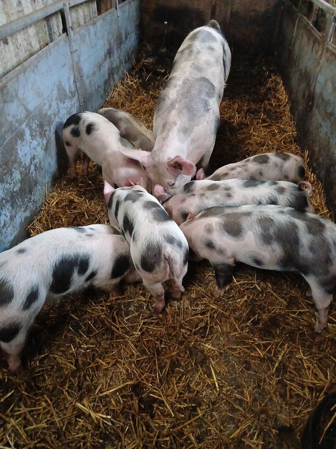 pitran biggen, Meerdere dieren, Varken, 0 tot 2 jaar