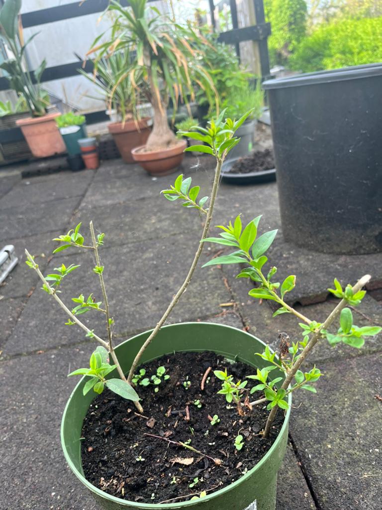 Dwerg Sering stek, Tuin en Terras, Planten | Fruitbomen, Ophalen of Verzenden, Minder dan 100 cm, Overige soorten, Lente