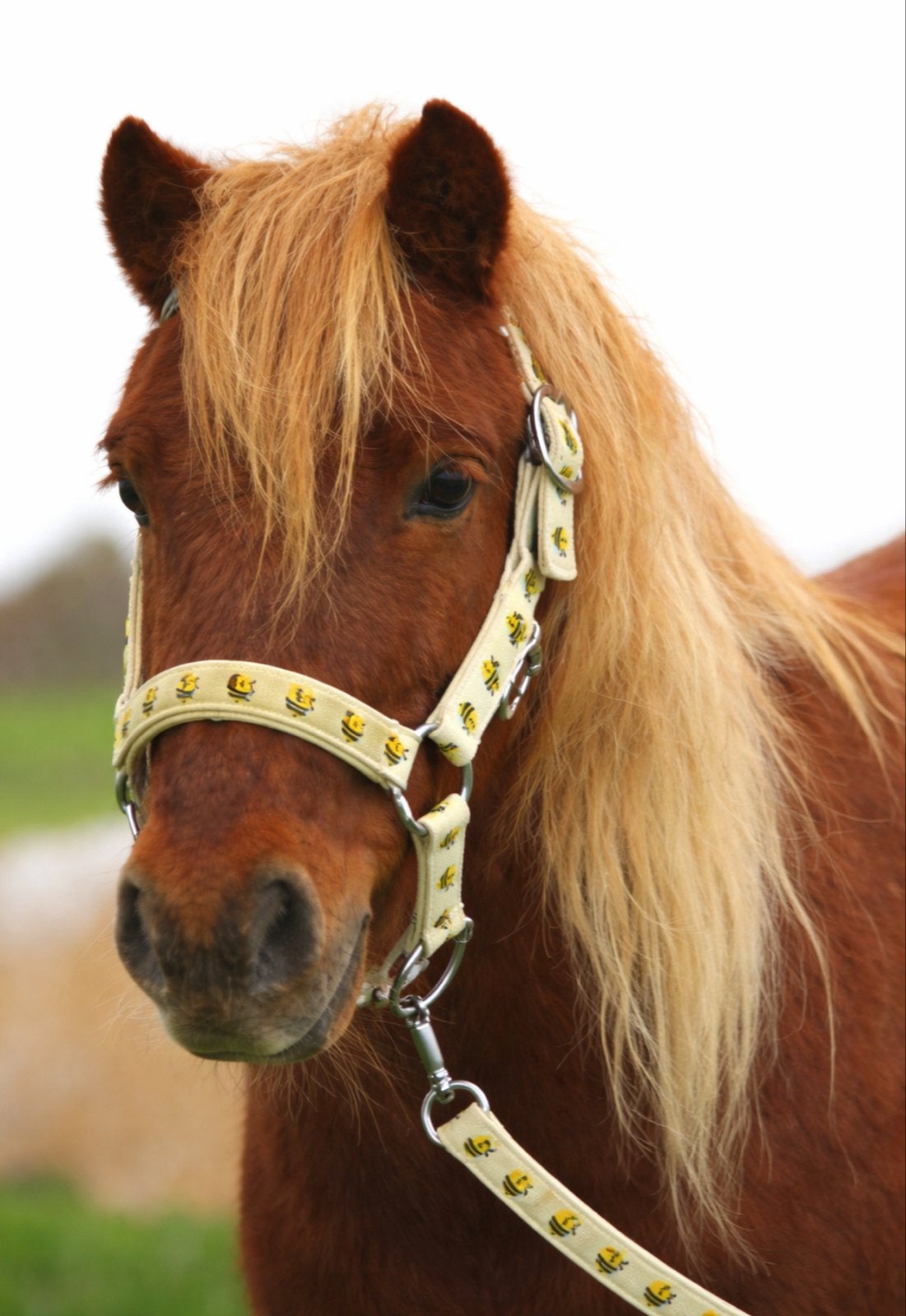 Superleuk halster voor een shetlander, Dieren en Toebehoren, Verzenden, Nieuw