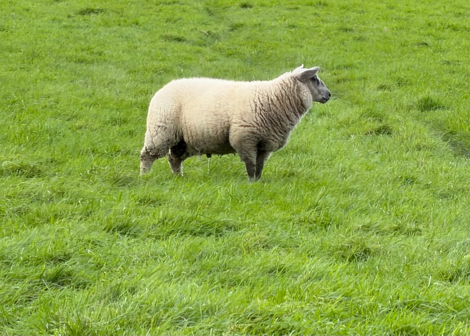 Super mooie blue du main ram lam van mei 2026, Mannelijk, Schaap