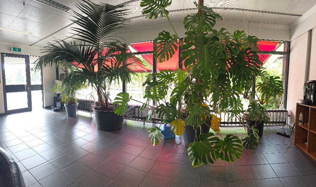 Met liefde grootgebracht: Volwassen planten,  palm en meer., Overige soorten, Volle zon, Vaste plant, Ophalen of Verzenden
