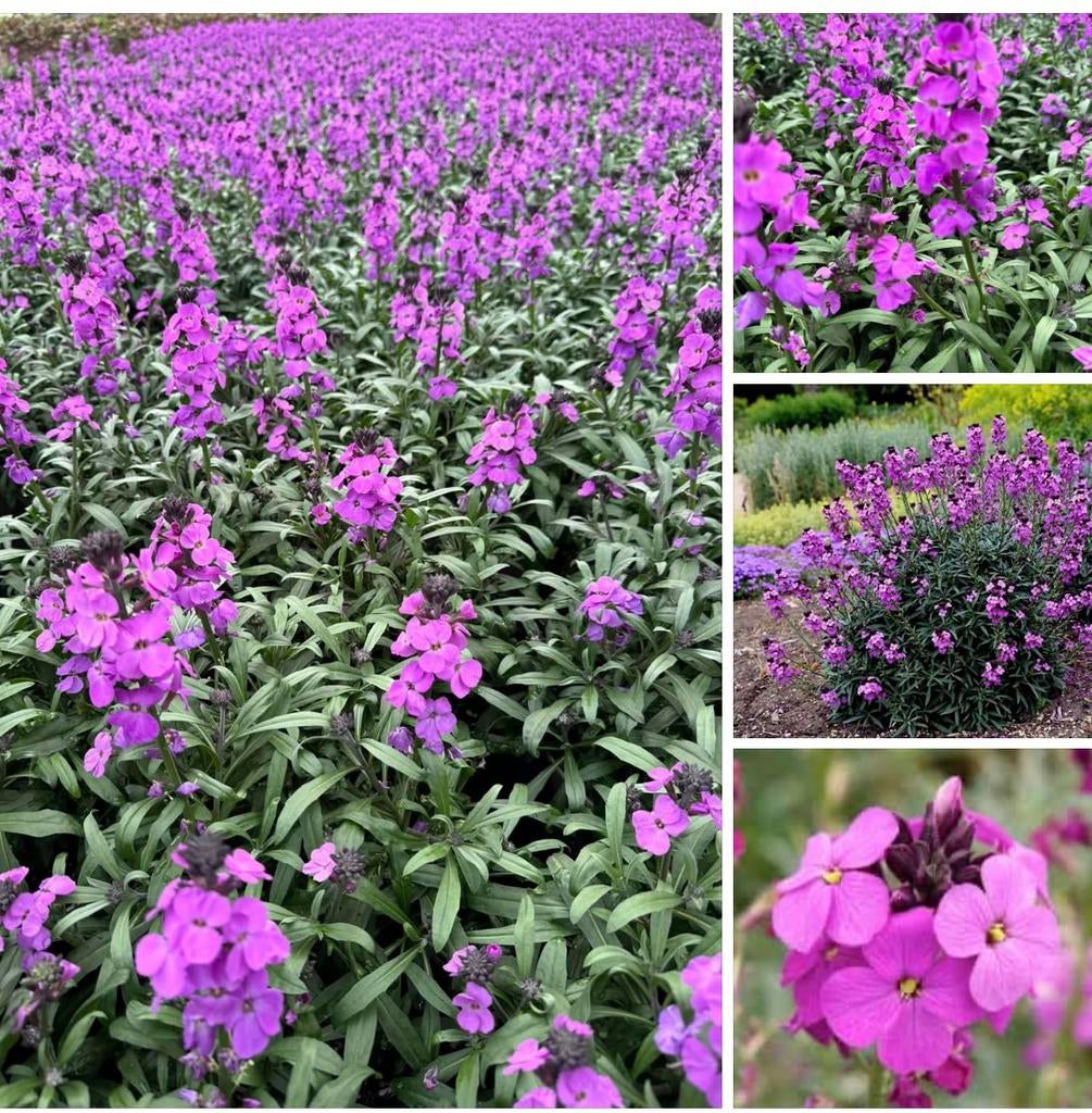 Erysimum rechtstreeks vd kweker  (slechts) 1 & 2 mei, Ophalen, Overige soorten, Volle zon