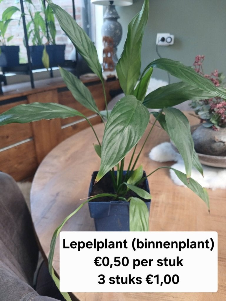 Kamerplanten, Ophalen, Halfschaduw, Minder dan 100 cm