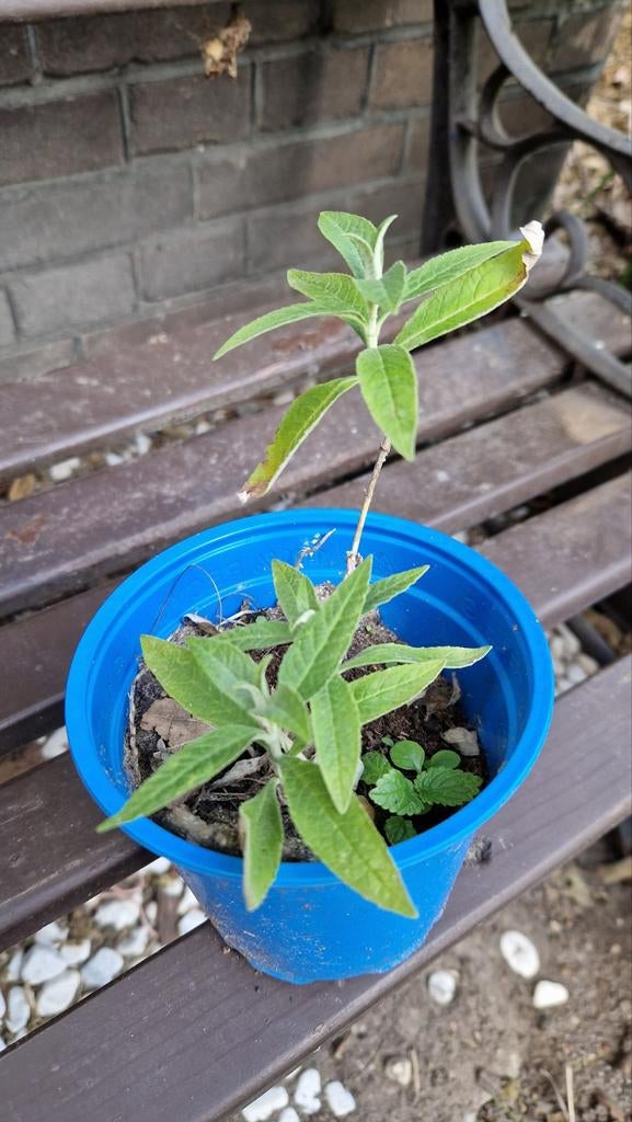 Biologisch vlinderstruiken, Ophalen, Overige soorten, Volle zon