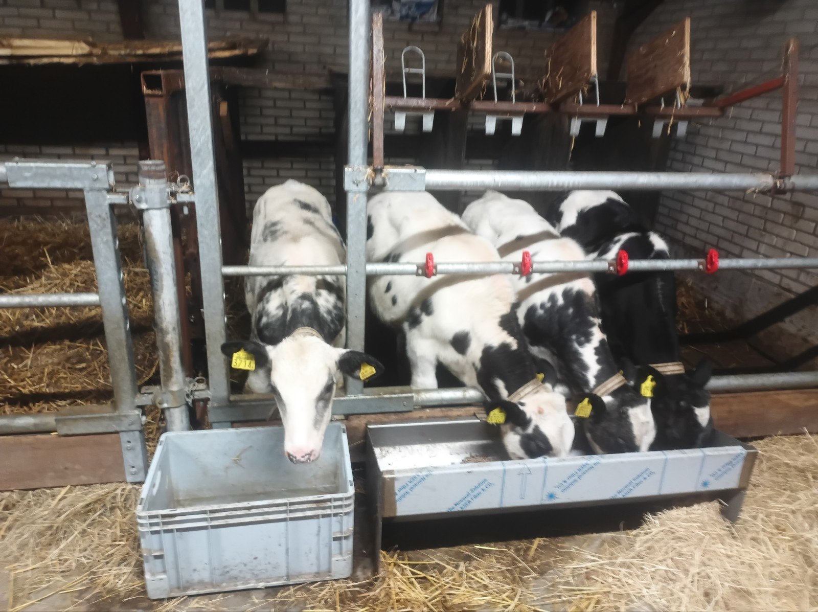 13 blauwe kruisling kalveren, Meerdere dieren, Geit, 0 tot 2 jaar