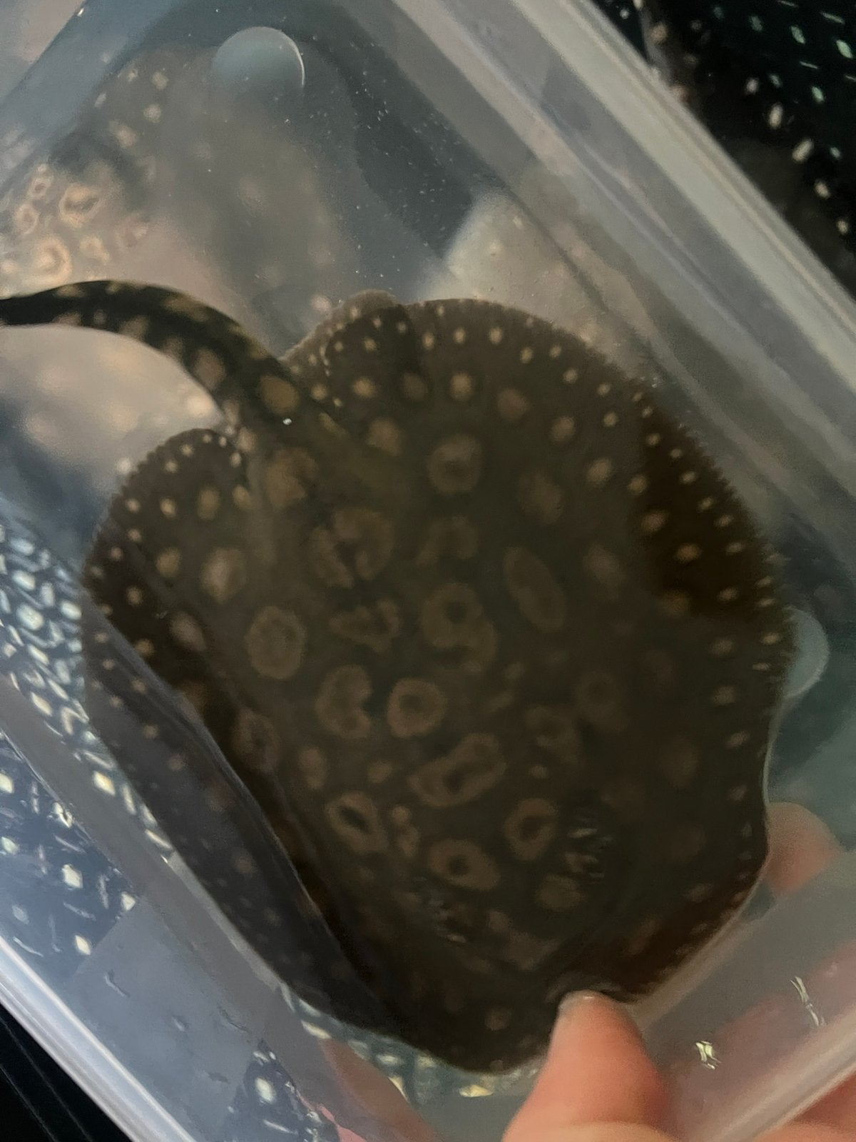 Potamotrygon Black Diamond vrouw, Ophalen
