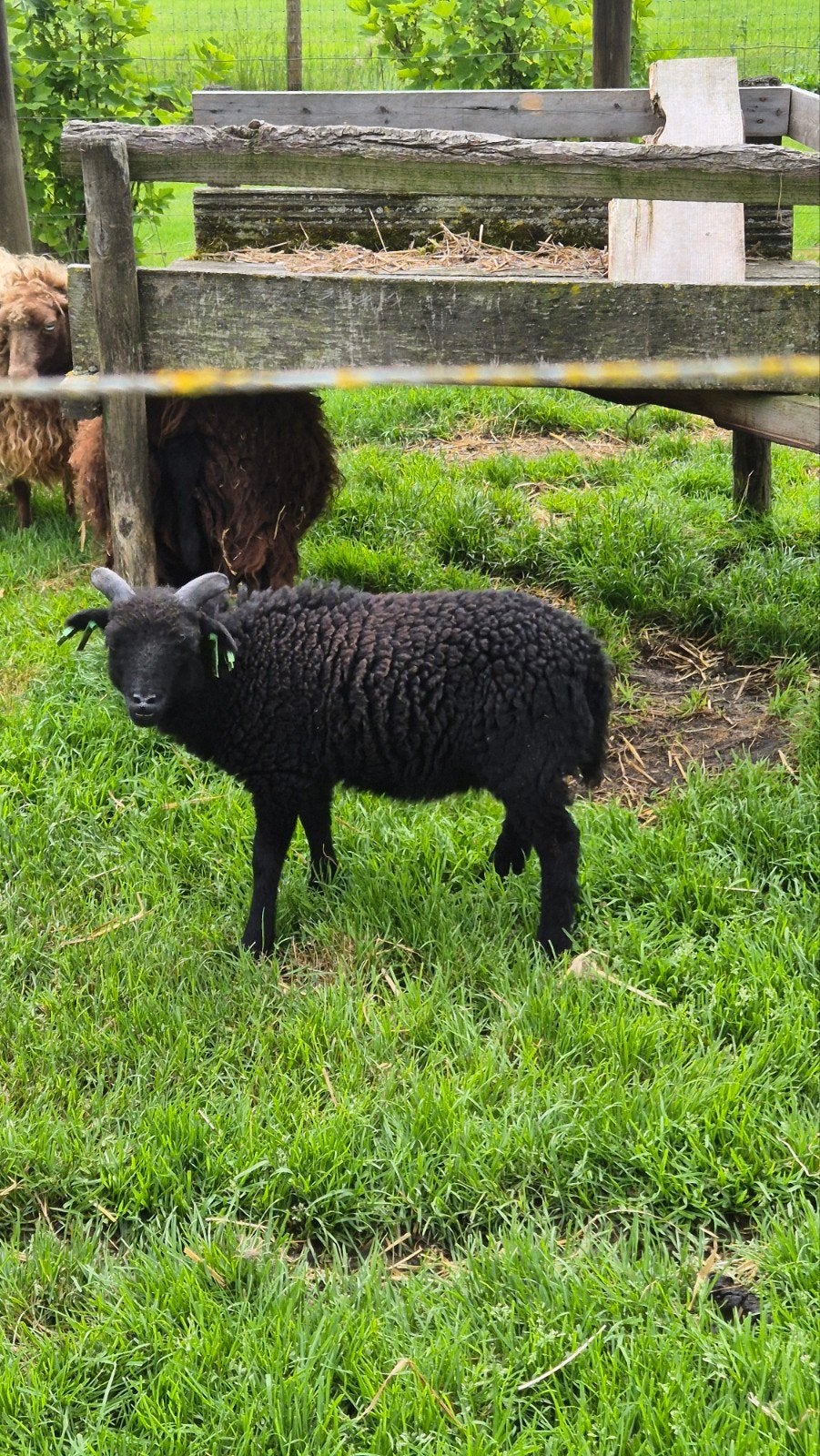 Ouessant twee rammetjes zwart met Stamboom, Dieren en Toebehoren, Mannelijk, Schaap