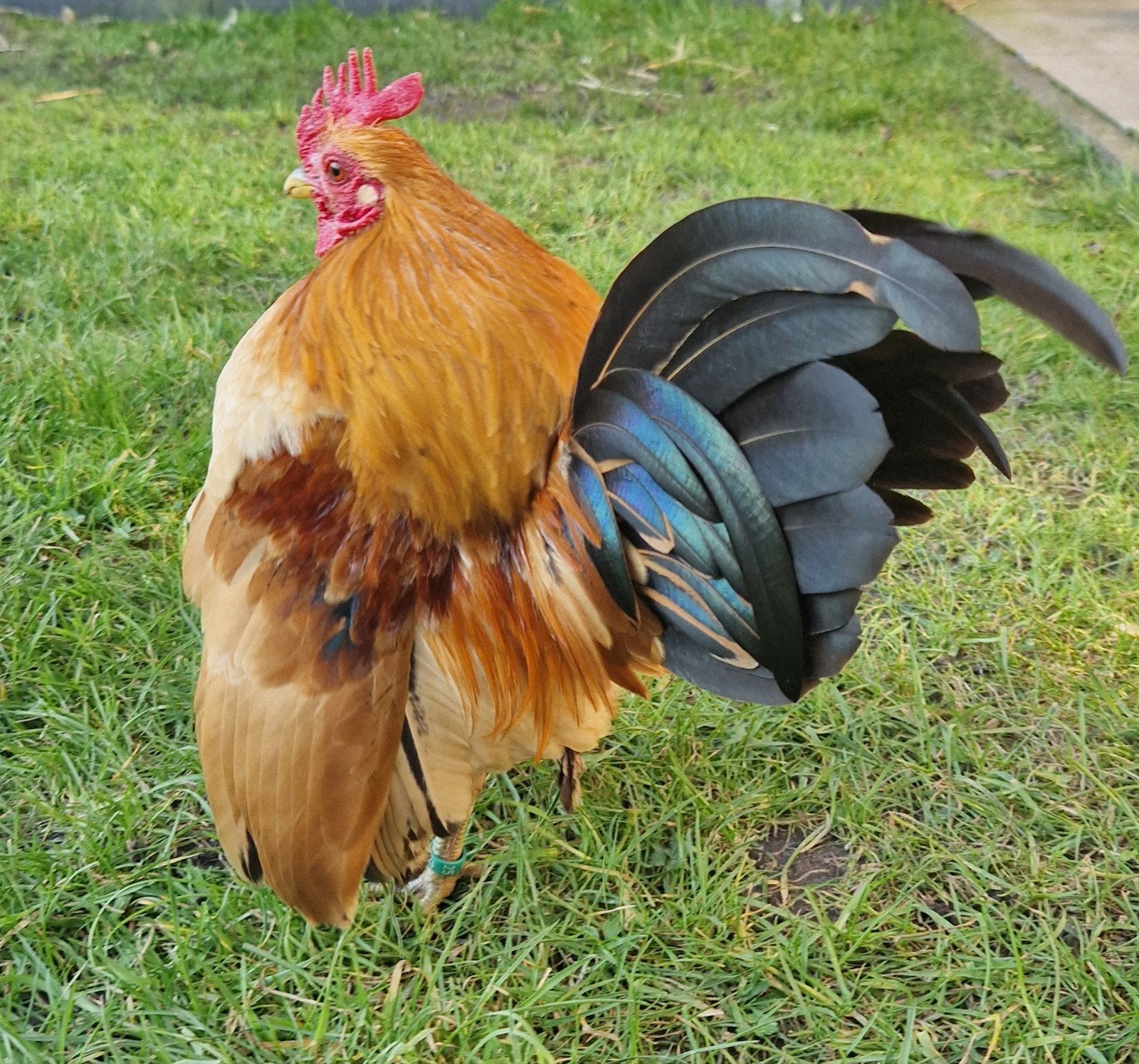 Serama haan 1 jaar oud. Meerdere kleuren.