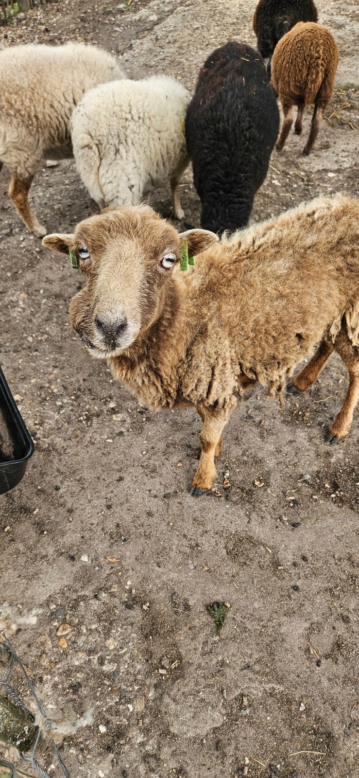 Quessant ooi, Dieren en Toebehoren, Vrouwelijk, Schaap