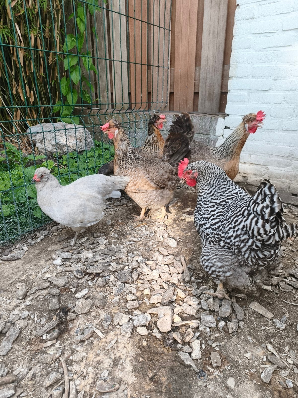 Zevental kippen te koop, Dieren en Toebehoren, Vrouwelijk, Kip