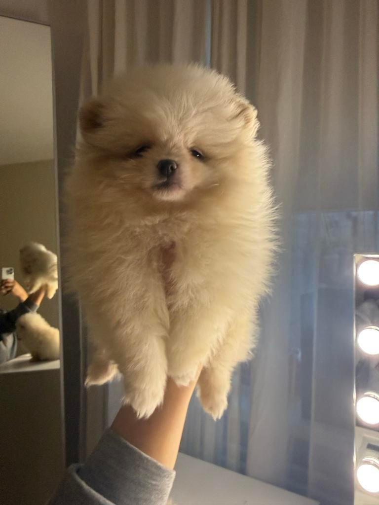 Pomeriaan pups, Particulier, Reu, 8 tot 15 weken, Buitenland