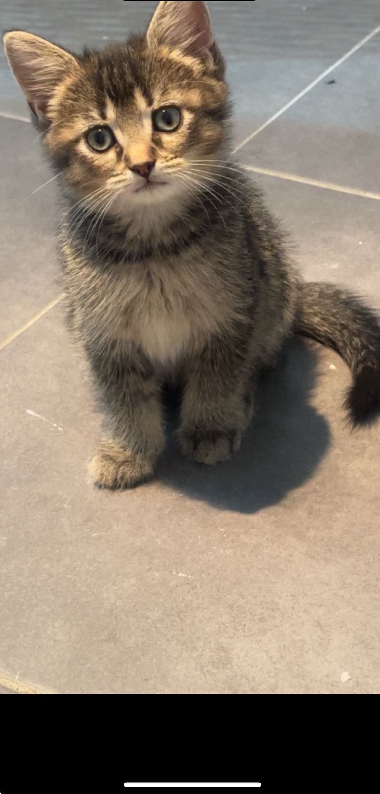 Britse kittens, Kater, 0 tot 2 jaar