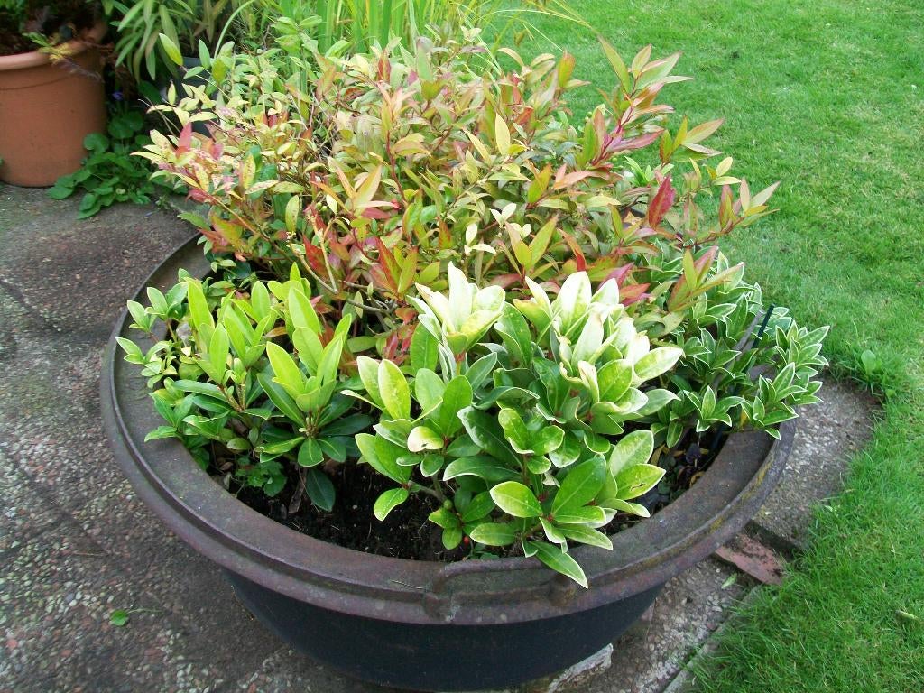 antiek grote giet ijzeren ronde pot vaste planten, Ophalen, Bodembedekkers, Volle zon, Vaste plant