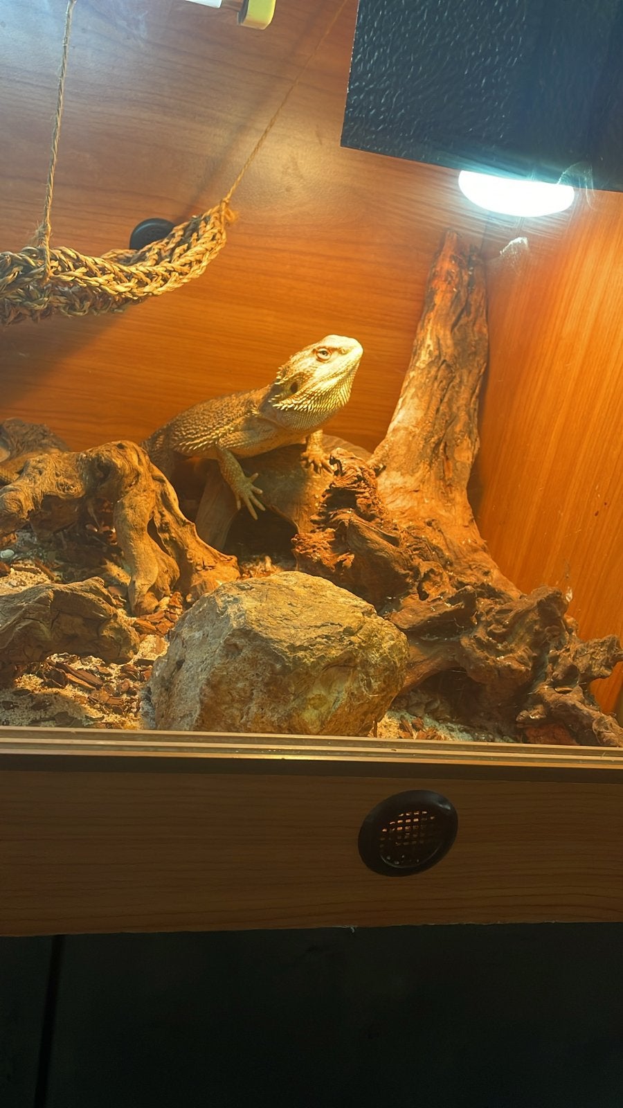 Baardagaam 2 jaar inclusief terrarium Bearded Dragon photo 6