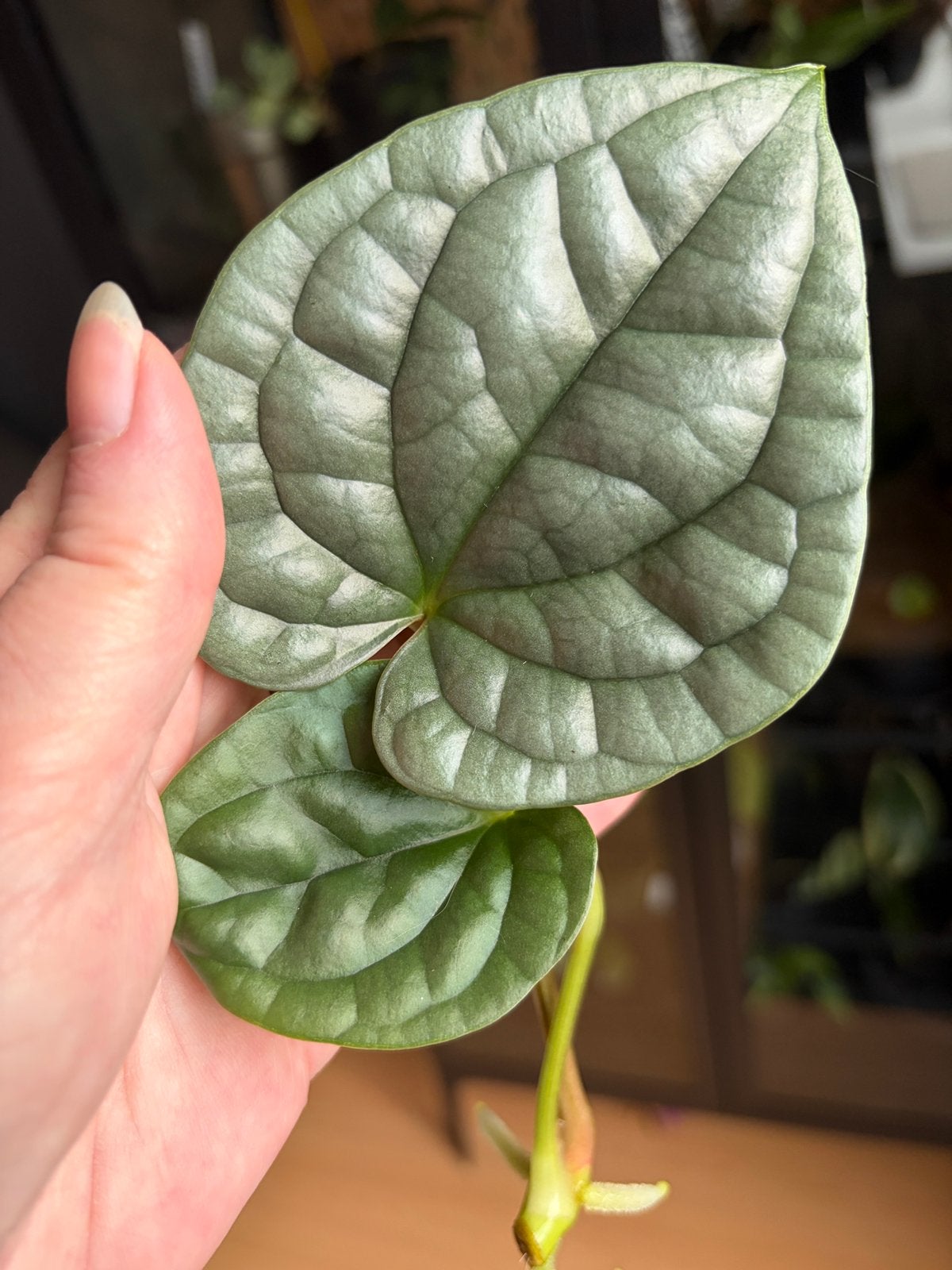 Anthurium Luxurians Silver, Huis en Inrichting, Ophalen of Verzenden, Halfschaduw, Minder dan 100 cm