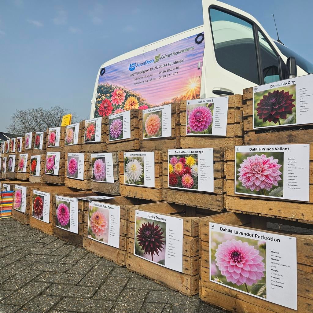 Dahlia's: Meer dan 180 Soorten Beschikbaar!, Ophalen of Verzenden, Voorjaar, Volle zon, Knol