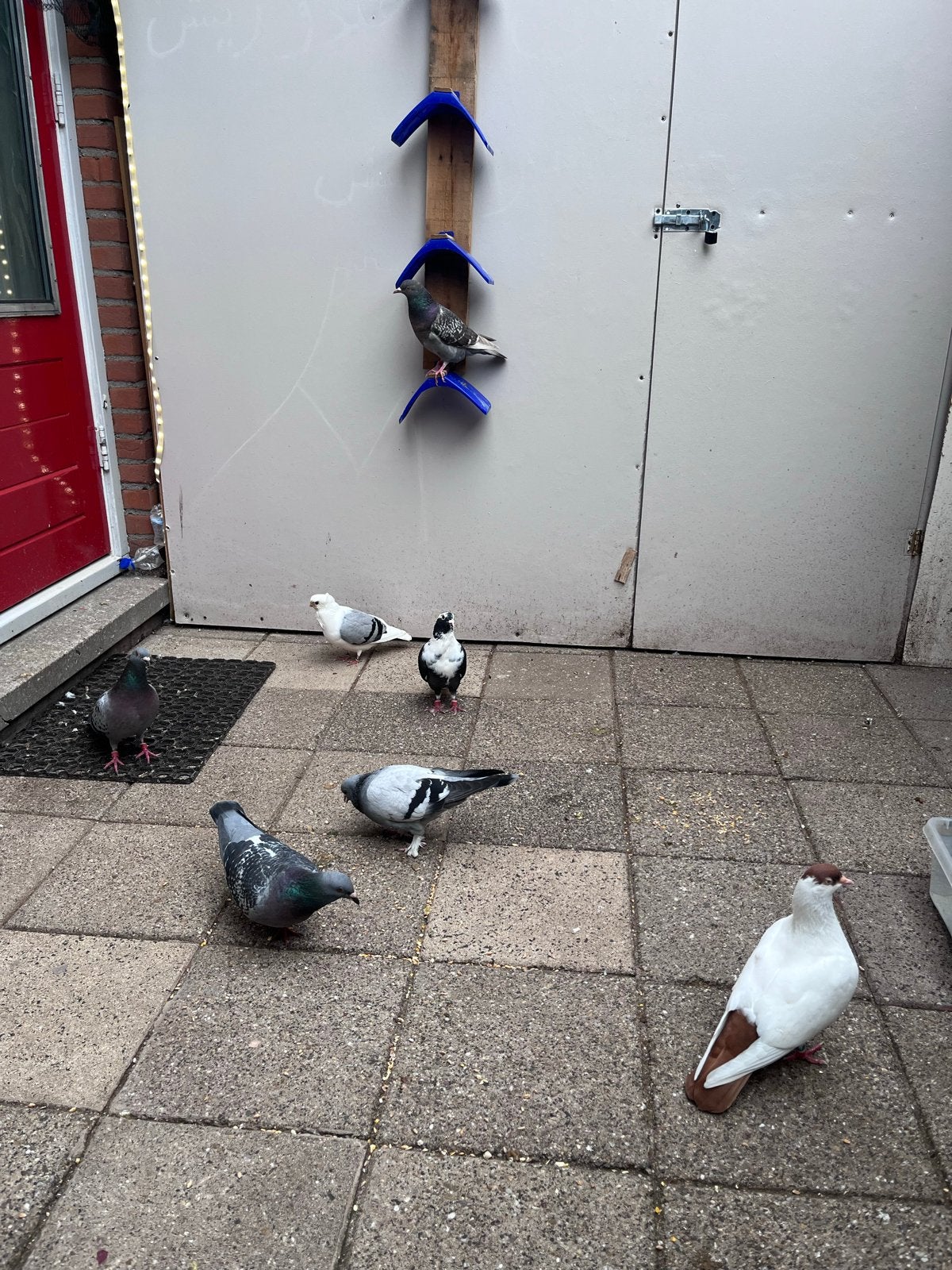 Duiven te kopen , kijk omschrijving, Meerdere dieren, Overige soorten