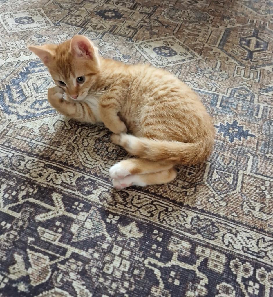 Kat,Katten,Mannetjes,Zwart,Kater,Oranje,Kortharige, Dieren en Toebehoren, Katten en Kittens | Overige Katten, Kater, Kortharig
