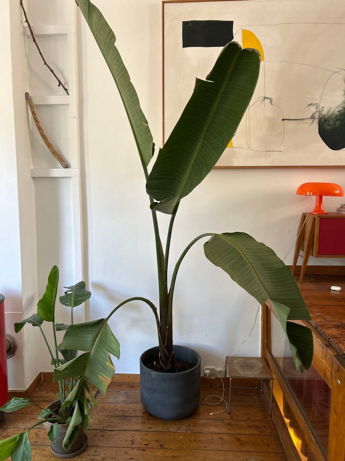 Grote Strelitzia Nicolai - Paradijsvogelplant, Ophalen, 200 cm of meer, Overige soorten, In pot