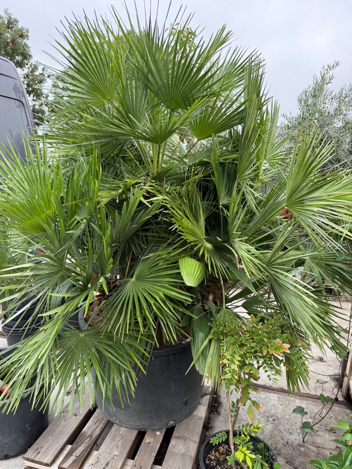 Prachtige palm super dik chamearops wie wil hem niet ? 595,-, Bloeit niet, Overige soorten, 100 tot 250 cm, Ophalen