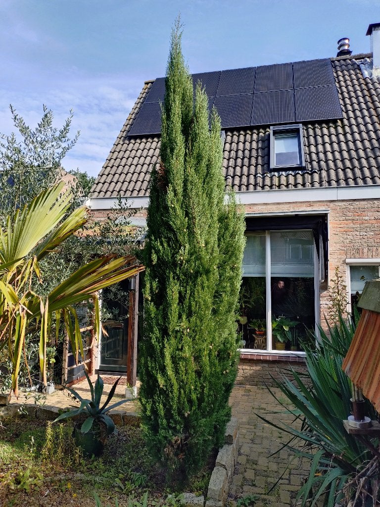 3 grote Toscaanse Cipressen, Ophalen, Volle zon, Zuilboom, 250 tot 400 cm