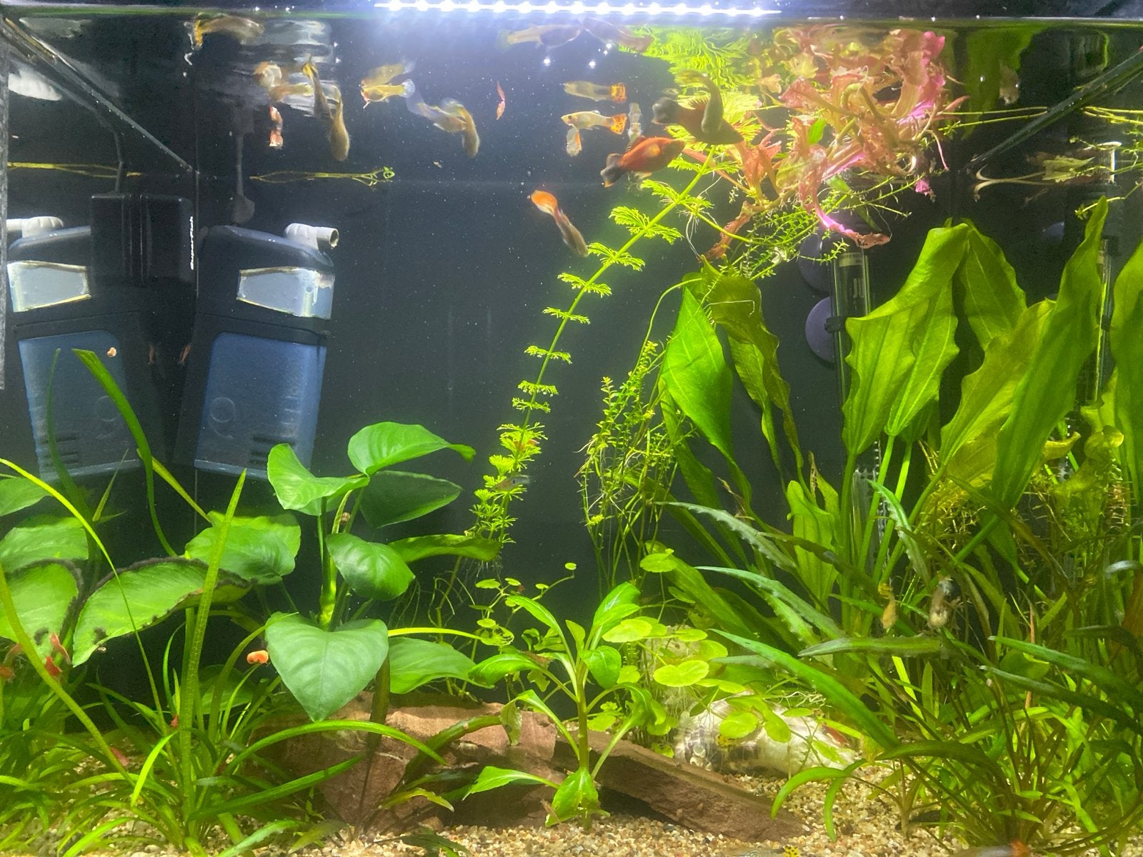 Gratis guppys, Dieren en Toebehoren, Vissen | Aquariumvissen, Vis