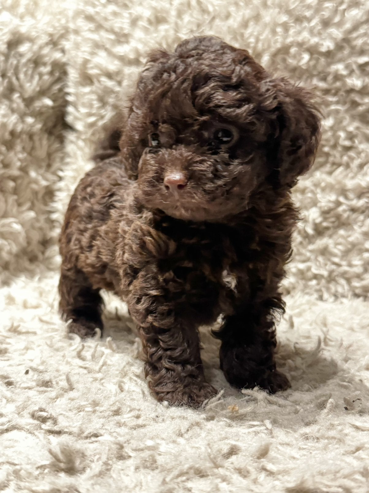 🌸🧸De állerknapste MaltiPoo F1B pups🧸🌸, Dieren en Toebehoren, Poedel, Parvo, 8 tot 15 weken, Meerdere