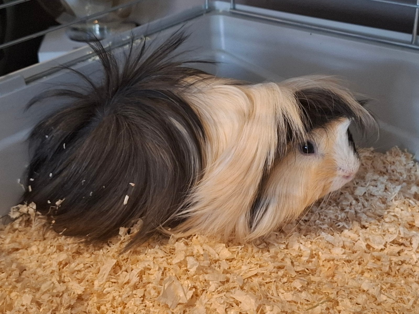 Lang harig cavia's met toebehoren, Ophalen, Kooi, Cavia, Minder dan 60 cm
