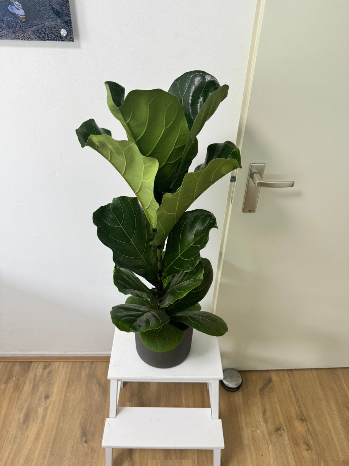 Ficus lyrata, Ophalen, Ficus, Halfschaduw, Minder dan 100 cm