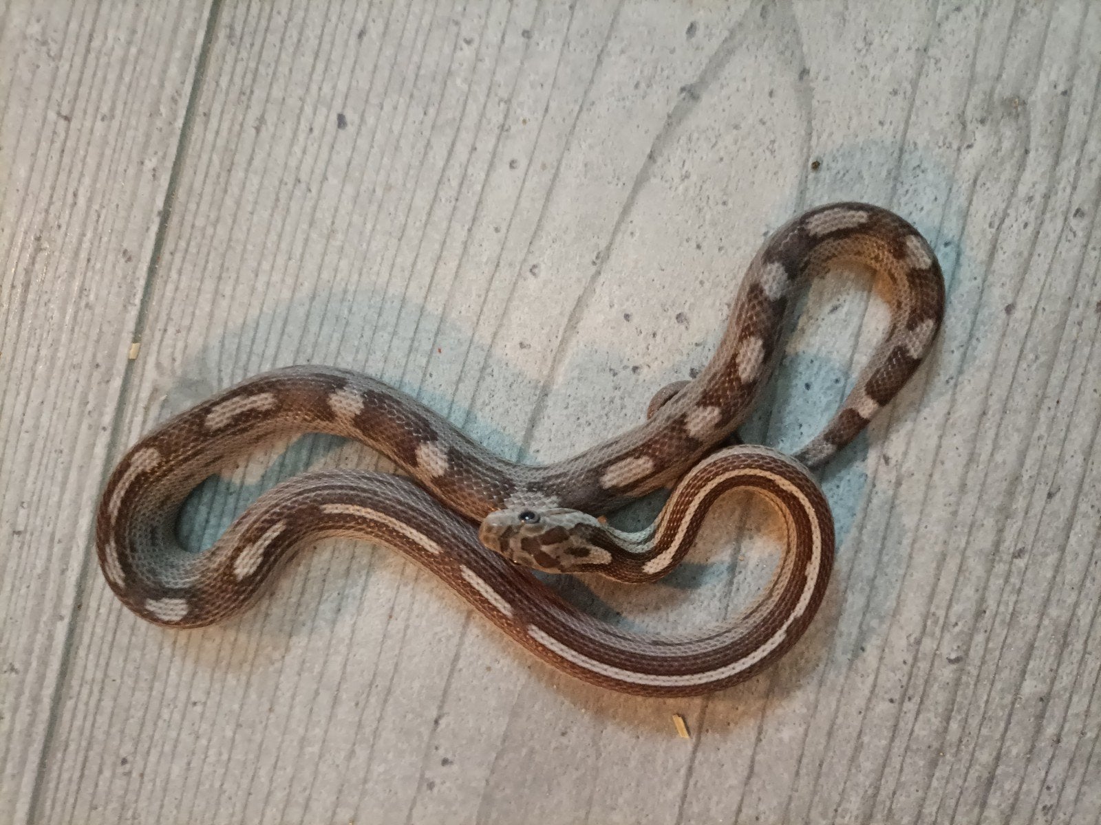 jonge rattenslangen Rat Snake photo 4